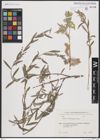 Foto von Salix brachypoda (Trautv. & C. A. Mey.) Kom.